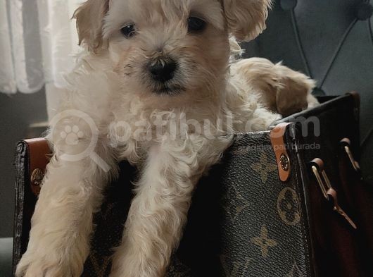 Muhteşem Maltipoo Yavrular görsel
