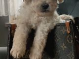 Muhteşem maltipoo yavrular