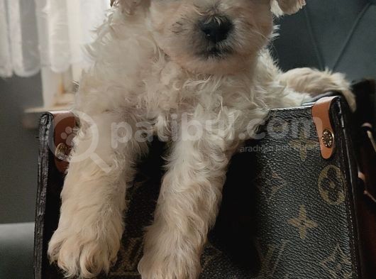 Muhteşem Maltipoo Yavrular