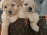 Muhteşem Maltipoo Yavrular
