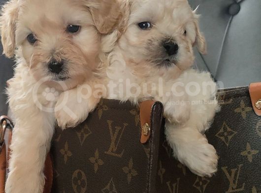 Muhteşem Maltipoo Yavrular görsel