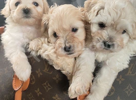 Muhteşem Maltipoo Yavrular görsel