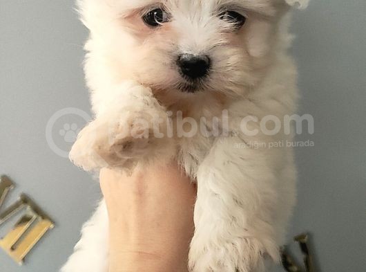 Kar Topu Maltese Bebekler