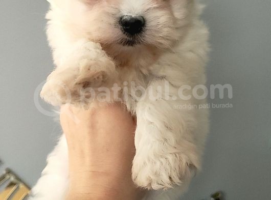 Kar Topu Maltese Bebekler görsel