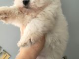 Kar Topu Maltese Bebekler