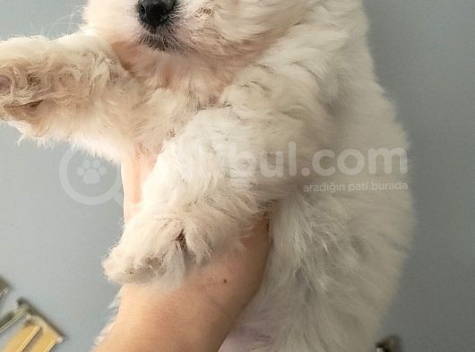 Kar Topu Maltese Bebekler görsel