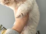 Kar Topu Maltese Bebekler