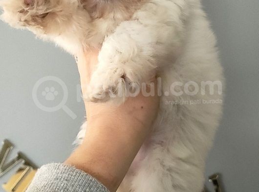 Kar Topu Maltese Bebekler görsel
