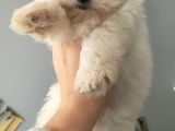 Kar Topu Maltese Bebekler