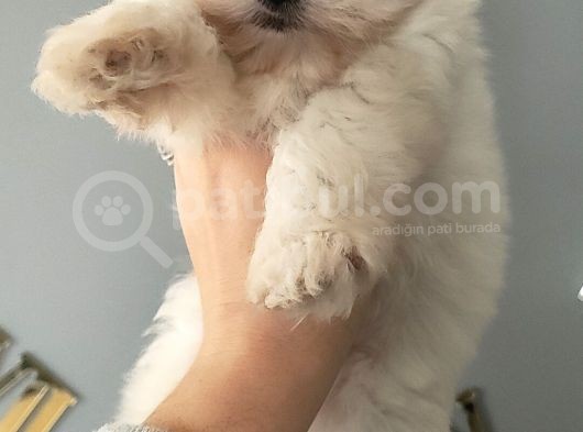 Kar Topu Maltese Bebekler görsel