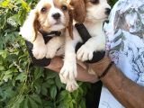 Cavalier King Charles