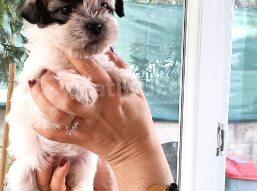 Shih Tzu Bebekler görsel