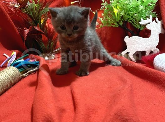 Oyuncu Sevimli Gri Yavrumuz görsel