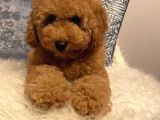 3 Aylık poodle yavru