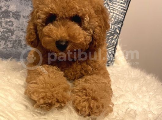 3 Aylık Poodle Yavru
