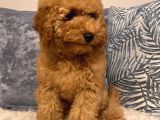 3 Aylık Poodle Yavru