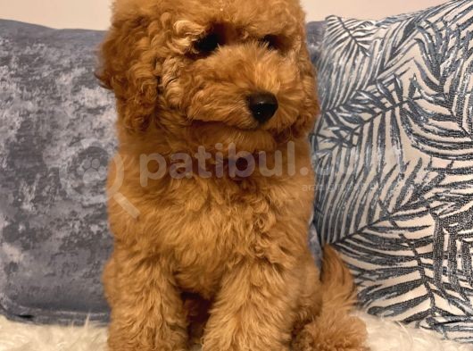 3 Aylık Poodle Yavru görsel