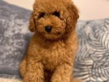 3 Aylık Poodle Yavru