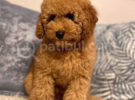 3 Aylık Poodle Yavru görsel