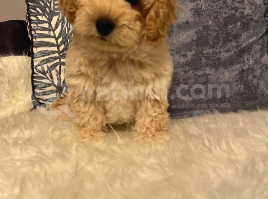 3 Aylık Maltipoo Yavru Dişi görsel