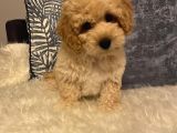 3 Aylık Maltipoo Yavru Dişi