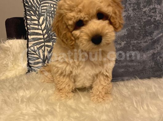3 Aylık Maltipoo Yavru Dişi görsel