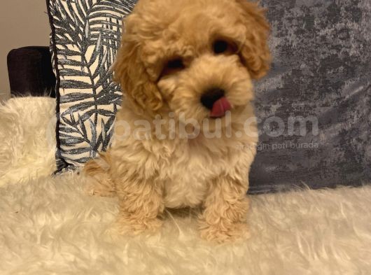 3 Aylık Maltipoo Yavru Dişi görsel