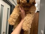 3 Aylık Poodle Yavru