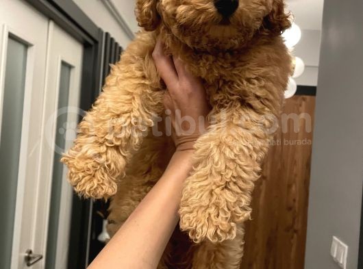 3 Aylık Poodle Yavru görsel