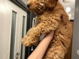 3 Aylık Poodle Yavru