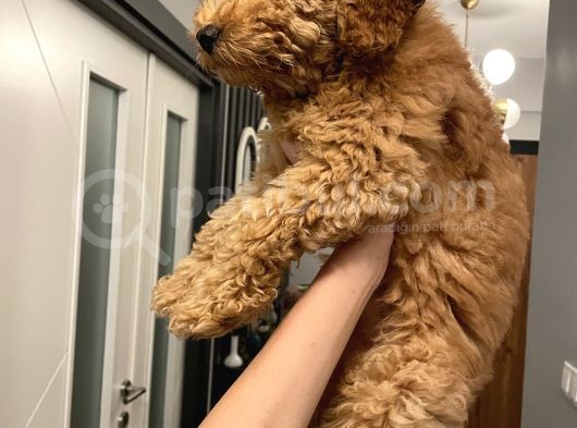 3 Aylık Poodle Yavru görsel