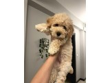 3 aylık maltipoo yavru dişi