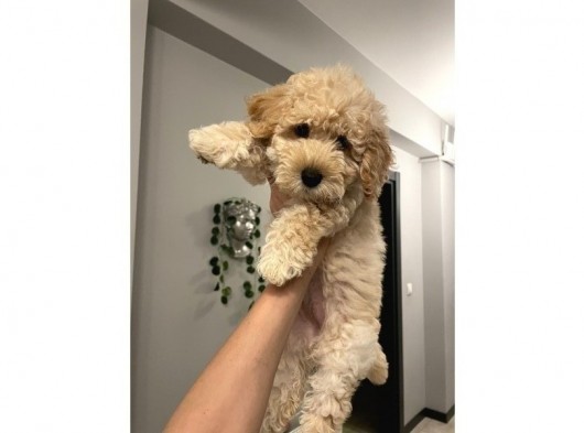 3 Aylık Maltipoo Yavru Dişi