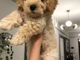 3 Aylık Maltipoo Yavru Dişi