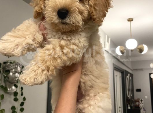 3 Aylık Maltipoo Yavru Dişi görsel