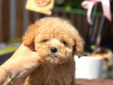 420 Gr Teacup Toy Poodle