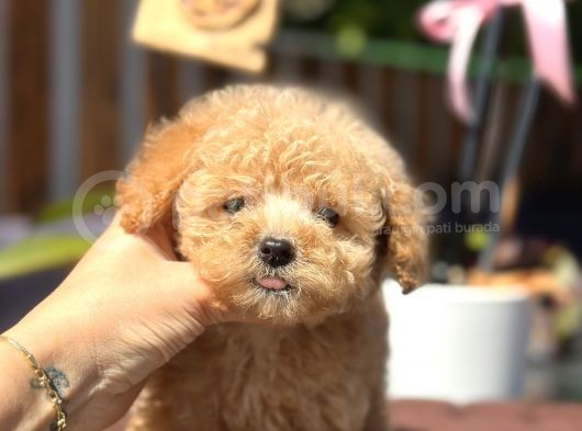 420 Gr Teacup Toy Poodle görsel