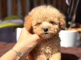 420 Gr Teacup Toy Poodle