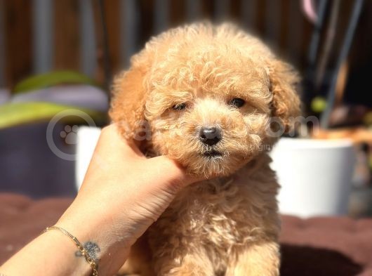 420 Gr Teacup Toy Poodle görsel
