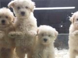 Vonalp Pet Garantili Maltipoo Yavrularımız