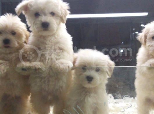 Vonalp Pet Garantili Maltipoo Yavrularımız görsel