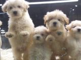 Vonalp Pet Garantili Maltipoo Yavrularımız
