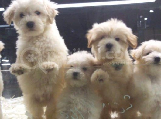 Vonalp Pet Garantili Maltipoo Yavrularımız