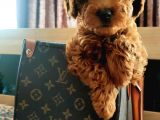 Muhteşem toy poodle yavrular