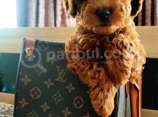 Muhteşem Toy Poodle Yavrular