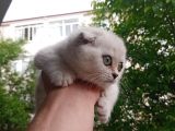 Kar Topu Yavrumuz