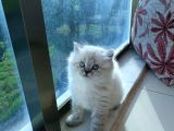 Son Eşsiz Dişi Yeni Yuvasını Arıyor