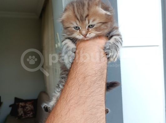 Aslan Yeleli Erkek Yavru görsel