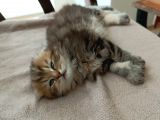 Aslan Yeleli Erkek Yavru