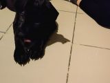 45 Aylık Dişi Safkan Cane Corso